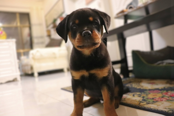 גור חדש בבית