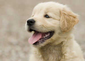 תהליך חשיפה לגורים - שלב קריטי בהתפתחות הגור שלב חשיפה גורים