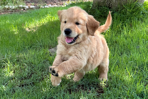 5 טיפים חשובים לגידול גור חדש