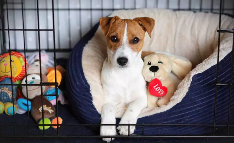 כלוב אילוף - המדריך המלא