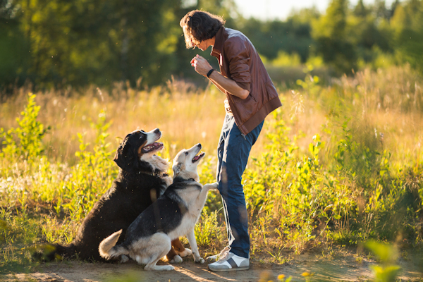 טיפים לאילוף מהיר של כלבך