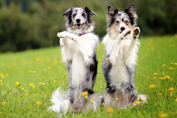 טריק ישיבת ארנב