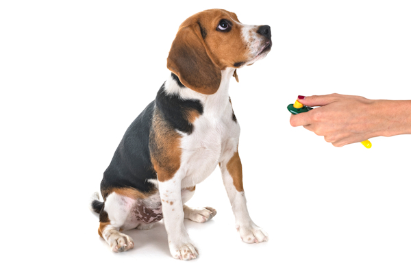 אילוף קליקר