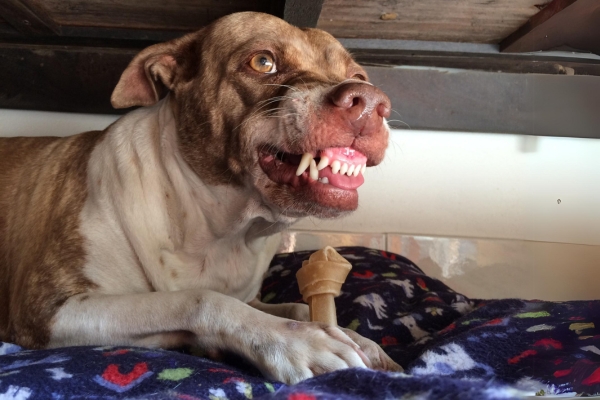 תוקפנות כלבים בזמן אוכל