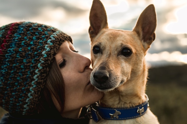 הכנה מומלצת לפני אימוץ כלב