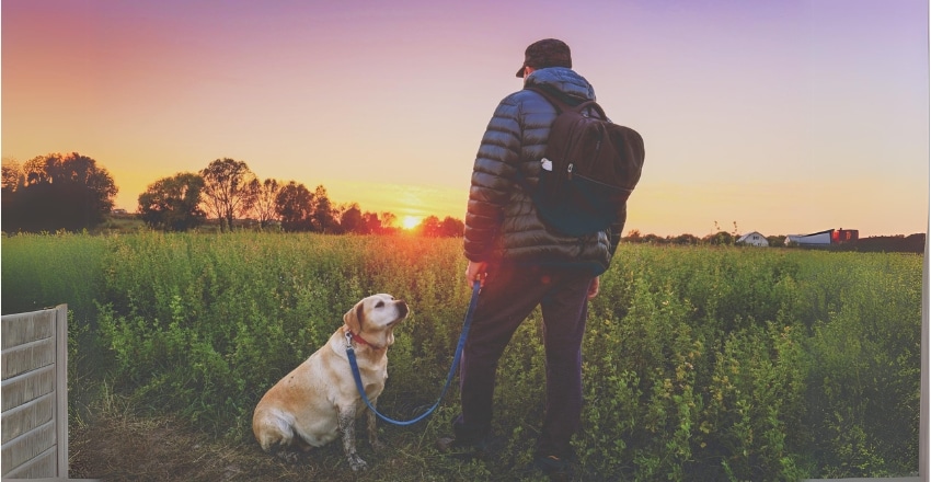 תכנון סדר יום לכלב