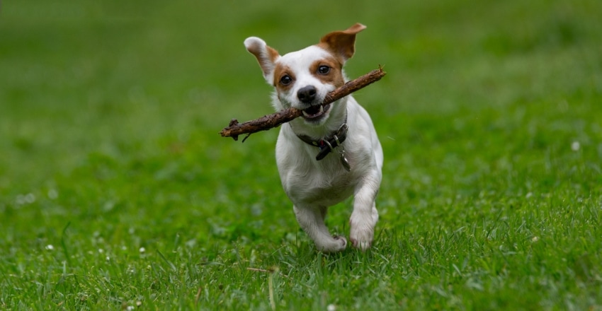 תכנון סדר יום לכלב