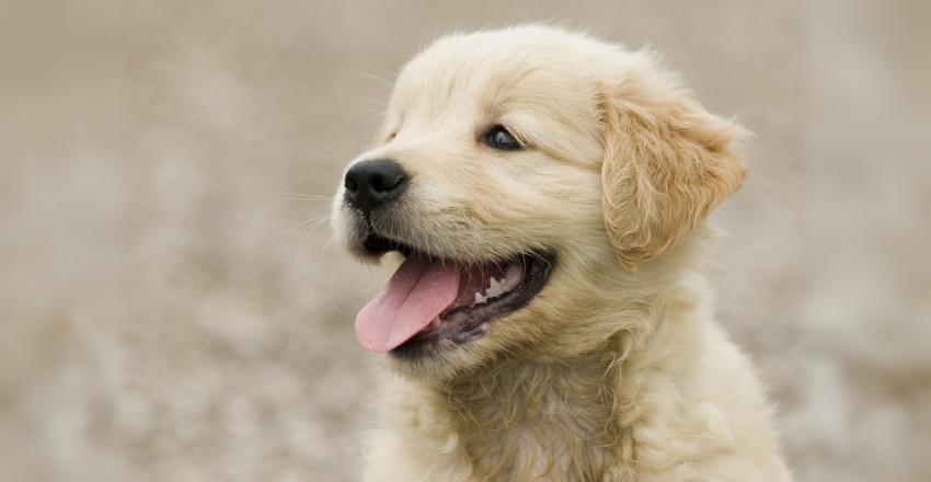 תוקפנות אצל כלבים