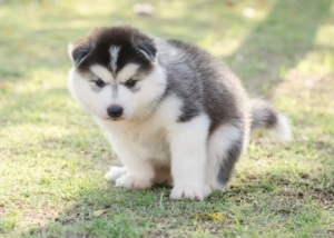 איך ללמד גור לעשות צרכים בחוץ - המדריך המלא ללמד גור לעשות צרכים בחוץ