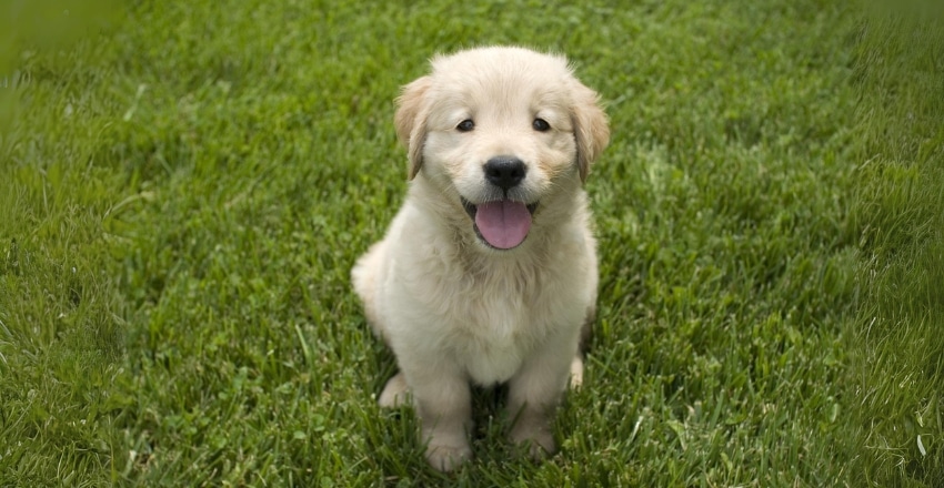 ללמד גור לעשות צרכים בחוץ