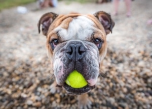 ללמד את הכלב לשחרר