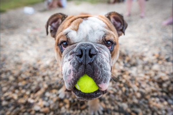 ללמד את הכלב לשחרר