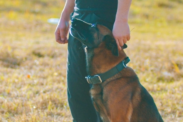 אבינועם מאלף כלבים • אילוף כלבים בצפון • רמת ישי • טבעון • עמק יזרעאל