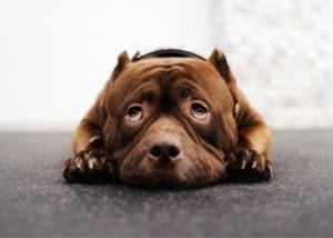 7 טעויות שבעלי כלבים עושים - ואיך להימנע מהן טעויות נפוצות שבעלי כלבים עושים