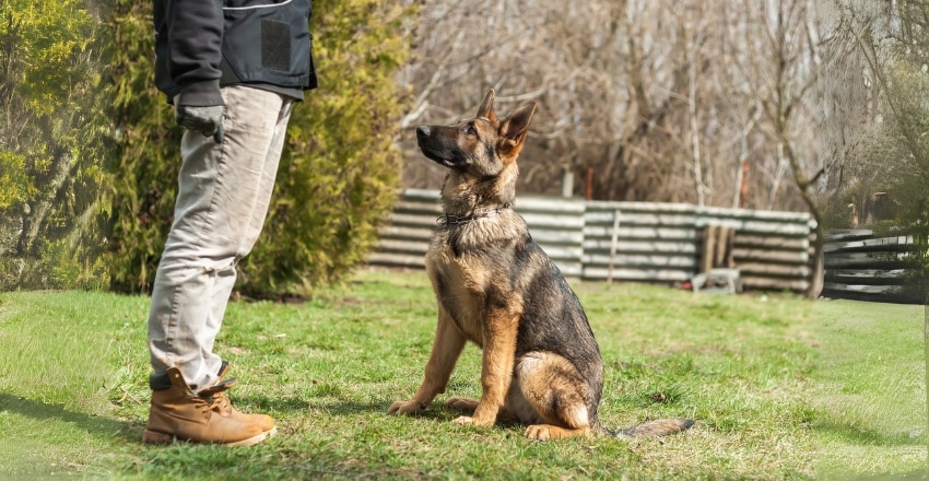 טעויות נפוצות שבעלי כלבים עושים