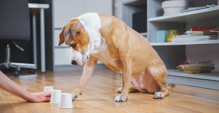 טיפים פשוטים שישנו את חיי הכלב שלכם