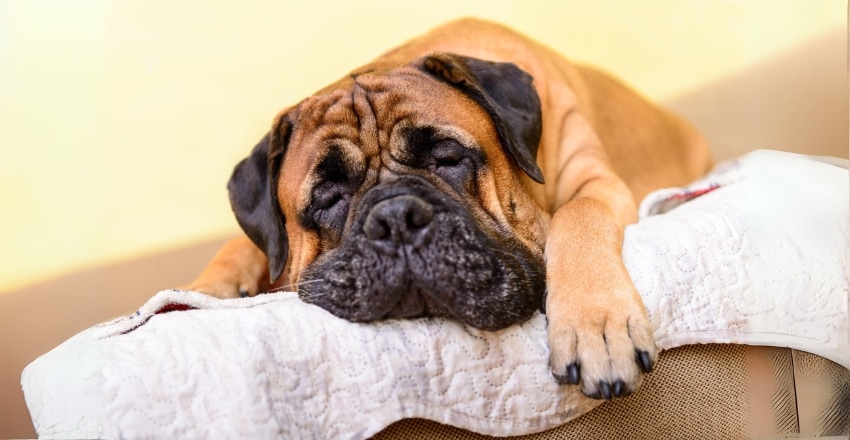 טיפים פשוטים שישנו את חיי הכלב שלכם