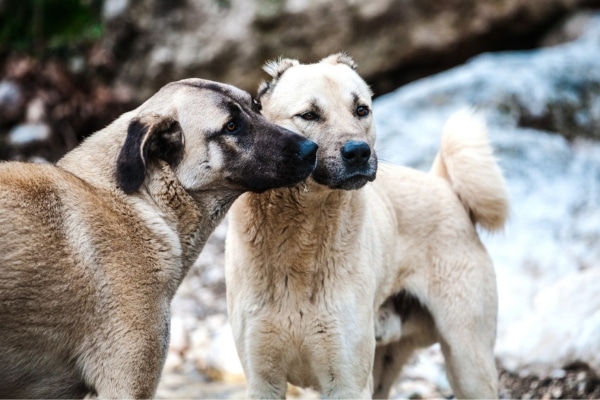 מחזור ייחום אצל כלבות