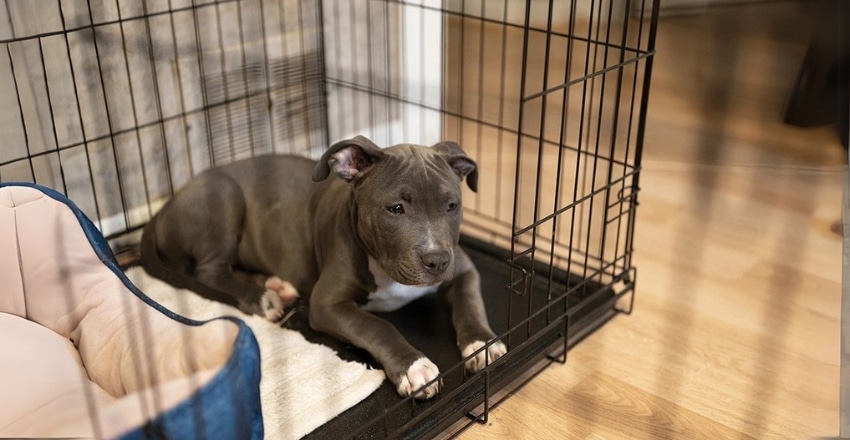 חרדת נטישה אצל כלבים