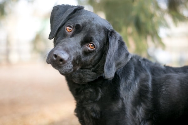 כלבים אוכלים צואה