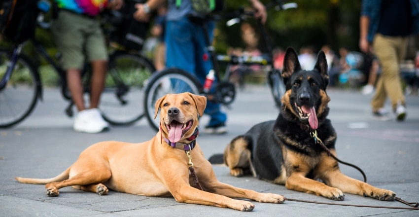 פקודות שימושיות