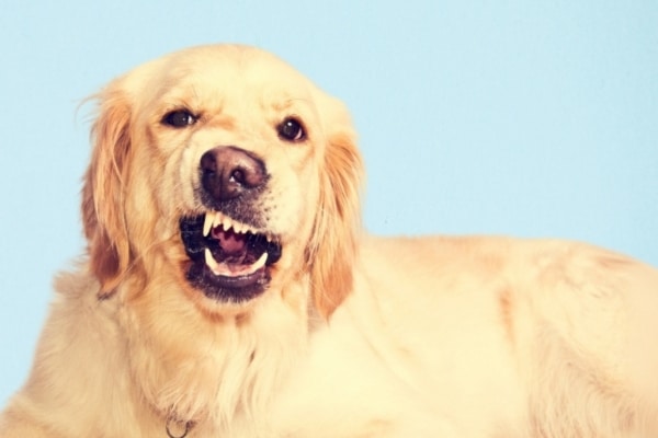 ניקוי שיניים לכלב