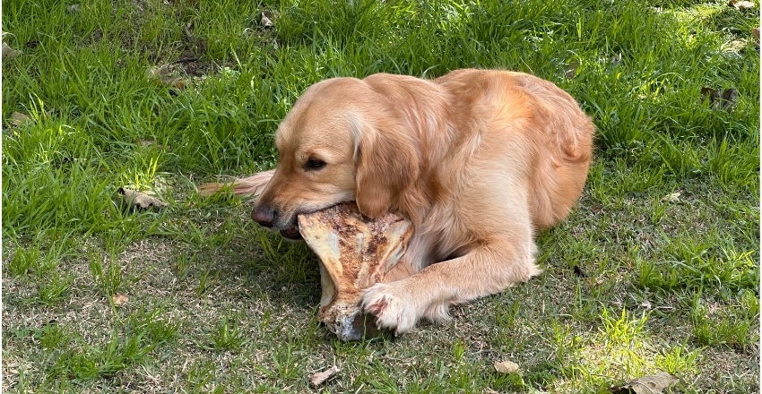 ניקוי שיניים לכלב