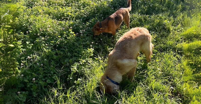 למה כלבים אוכלים עשב