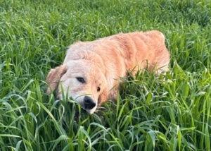 למה כלבים אוכלים עשב ? למה כלבים אוכלים עשב