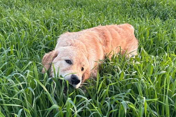 למה כלבים אוכלים עשב